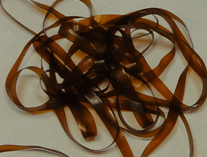 Baby Bug Back - Dark Tan -  Fly Tying Materials - Fly Tyers Dungeon