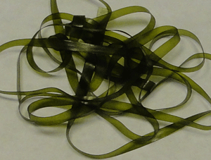 Baby Bug Back - Olive -  Fly Tying Materials - Fly Tyers Dungeon
